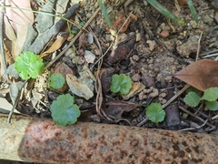 Hydrocotyle sibthorpioides