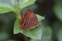 Abisara echerius