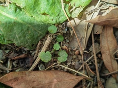 Hydrocotyle sibthorpioides