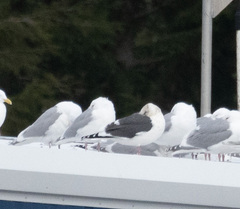 Larus schistisagus