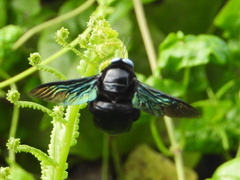 Xylocopa tenuiscapa