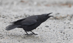 Corvus brachyrhynchos caurinus