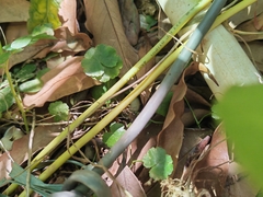 Hydrocotyle sibthorpioides