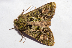Ichneutica plena
