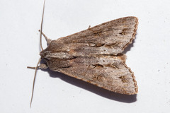 Ichneutica ustistriga