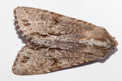 Ichneutica ustistriga