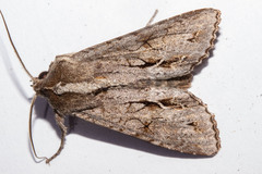 Ichneutica ustistriga