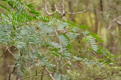 Acacia elata