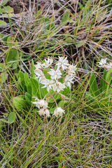Asclepias humilis
