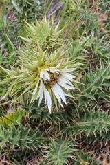 Berkheya cirsiifolia