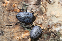 Cypherotylus californicus