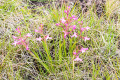 Disa oreophila erecta