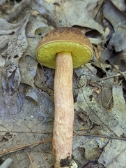 Hemileccinum rubropunctum
