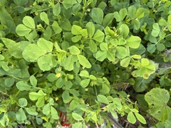 Medicago