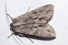 Ichneutica ustistriga
