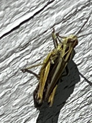 Omocestus viridulus