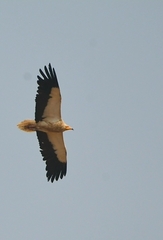 Neophron percnopterus