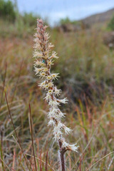 Holothrix scopularia