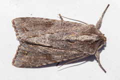 Ichneutica ustistriga