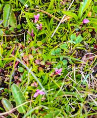 Rhodohypoxis deflexa