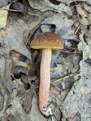 Hemileccinum rubropunctum