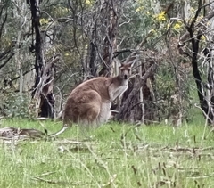 Macropus fuliginosus