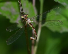 Lestes barbarus
