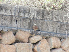 Falco tinnunculus canariensis