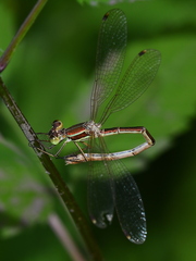 Lestes barbarus