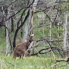 Macropus fuliginosus