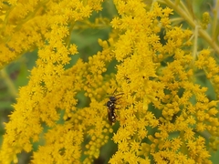 Nomada