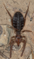 Solifugae