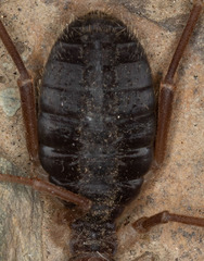 Solifugae