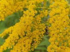 Nomada