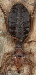 Solifugae
