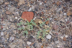 Astragalus iodanthus
