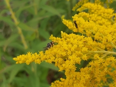 Nomada