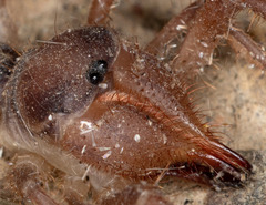 Solifugae