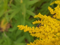 Nomada