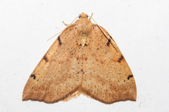 Sestra humeraria