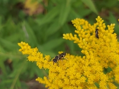 Nomada