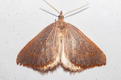 Xanthorhoe occulta