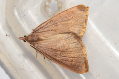 Xanthorhoe occulta