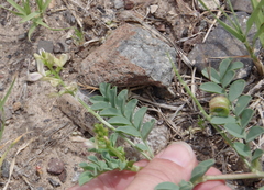 Astragalus iodanthus