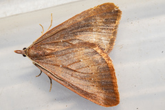 Xanthorhoe occulta