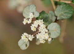Spyridium parvifolium