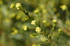 Pimelea flava