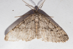 Zermizinga indocilisaria