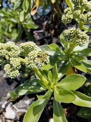 Heliotropium