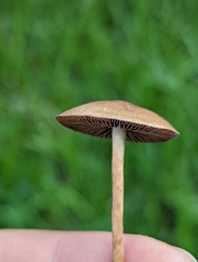 Panaeolus foenisecii
